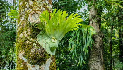 Geweihfarn Platycerium  im Australischen Regenwald