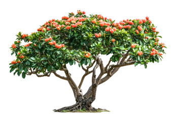 Blooming rhododendron tree in full bloom nature landscape serene environment close-up isolated on transparent background