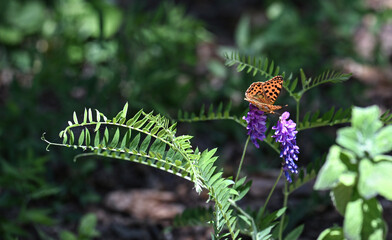 Orange butterfly on a leaf in the nature  