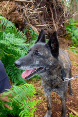 Close up shot of happy old dog out for exercise on lead in woodland in rural Shropshire.