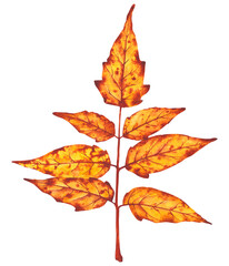  Watercolor illustration of a branch with vibrant autumn leaves in warm orange and yellow tones. Perfect for seasonal design, greeting cards, and fall-themed decor.