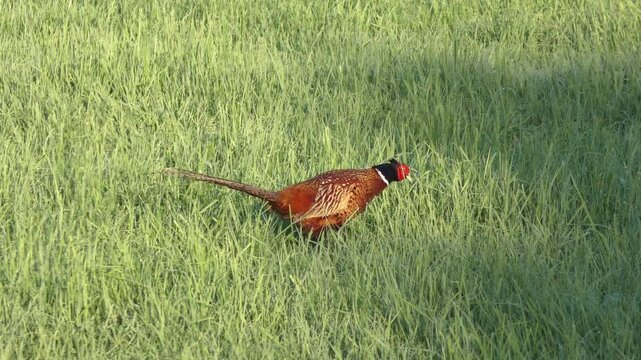 Farbenfroher Fasan auf gr&uuml;ner Wiese &ndash; ausdrucksstarke Wildtierfotografie f&uuml;r Naturprojekte, Umweltkampagnen und authentische l&auml;ndliche Bildwelten, Jagdfasan