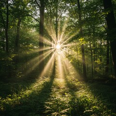 Fototapeta premium Sunbeams in Lush Green Forest