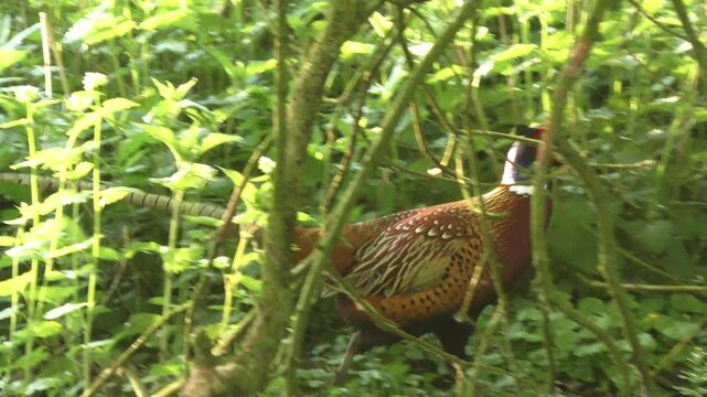 majest&auml;tischer farbenfroher Fasan im Unterholz &ndash; ausdrucksstarke Wildtierfotografie f&uuml;r Naturprojekte, Umweltkampagnen und authentische l&auml;ndliche Bildwelten, Vogel, Tier, Natur, heimisch, Jagdvogel