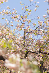 Kirschblüten in Tokyo