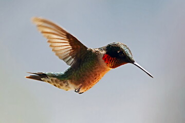 hummingbird in flight
