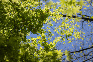 Blätter eines Ginkgobaumes 