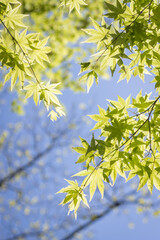 Blätter eines Ginkgobaumes 
