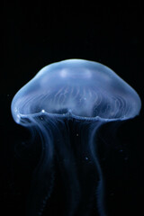 Stunning Portrait of a Blue Jellyfish, its Delicate Form Captured in a Close-up Underwater Shot