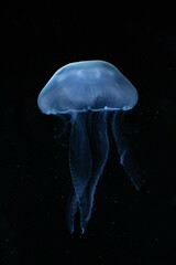 Close-up of a Bioluminescent Jellyfish, its Delicate Tentacles Illuminated in the Darkness