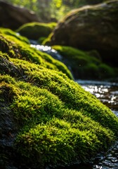 Lush Green Moss on Rocks Beside a Clear Stream