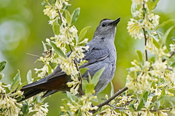 gray catbird