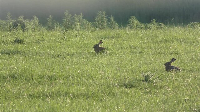 aufmerksamer sch&ouml;ner Feldhase auf gr&uuml;ner Fr&uuml;hlingswiese &ndash; lebendige Natur, zartes Licht und l&auml;ndliche Harmonie in einer friedlichen, detailreichen Wildtieraufnahme, Tier, Nagetier, heimisch