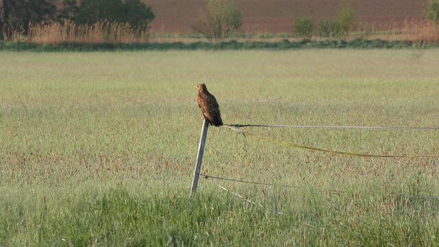 Majest&auml;tischer Busard auf einem Zaunpfahl &ndash; Greifvogel f&uuml;r Naturfotografie, Wildtier, Natur