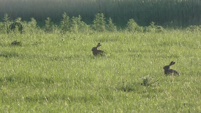 aufmerksamer sch&ouml;ner Feldhase auf gr&uuml;ner Fr&uuml;hlingswiese &ndash; lebendige Natur, zartes Licht und l&auml;ndliche Harmonie in einer friedlichen, detailreichen Wildtieraufnahme, Tier, Nagetier, heimisch