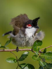 Red Whiskered Bulbul bird shaking feathers on tree branch