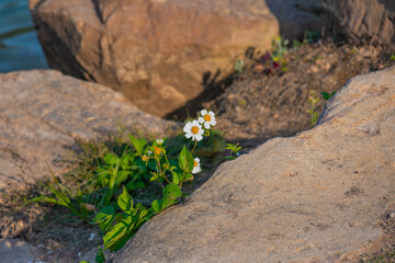 Small White Flowers Emerging from Rocks by a River