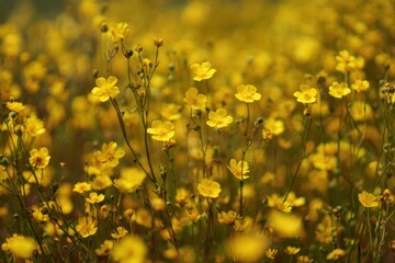 Fototapeta premium Field of Yellow Flowers Nature and Beautiful Landscape