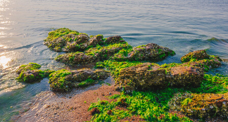 Coastal Rocks Covered in Seaweed at Sunrise