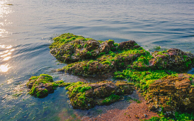 Coastal Rocks Covered in Seaweed at Dawn