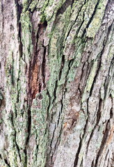Photo of Tree Bark Texture with Lichen