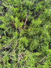 Close Up Photo of Pine Tree Branches