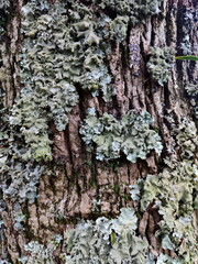 Photo of Tree Bark Texture with Lichen