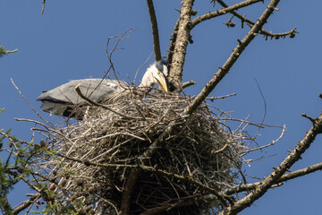 Reiher im Nest