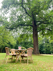 Outdoor scene showcases a round table with wicker chairs positioned beneath a large tree, surrounded by vibrant greenery, inviting a peaceful ambiance for relaxation and outdoor dining enjoyment