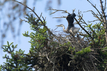 Reiher im Nest