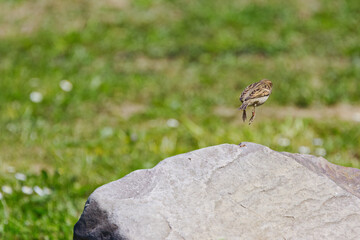female house sparrow half in the air, sparrow jumps from a large stone, small bird jumps into the air, house sparrow meadow in the background, songbird jumping, Passer domesticus