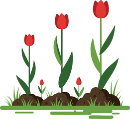 Red tulip flowers growing in soil with green leaves and grass vector illustration natural garden plants 