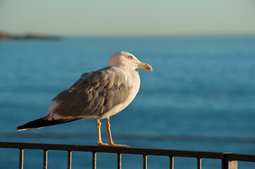 Martin sits on a fence against the backdrop of the Mediterranean waters in the harbor