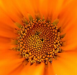 close up image of orange gazania flower seeds in summer