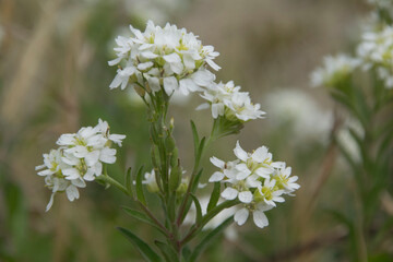 Blüten der Grau-Kresse