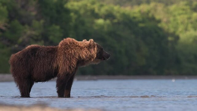 Grizzly Bear scouting for Salmon fish in a river stream at Kamchatka, Russian federation