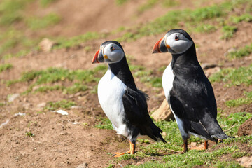 Puffins