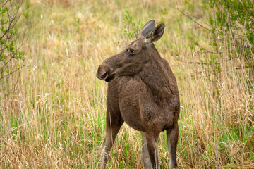 Female moose in the grass