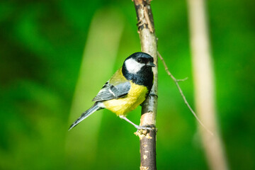A great tit is sitting on a branch