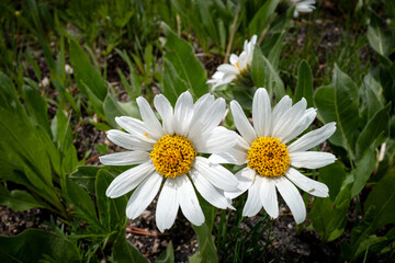 Two white and orange flowers in spring