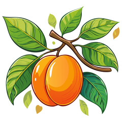 Apricot on a branch color vector illustration. Summer ripe fruit on a branch for packaging and design.