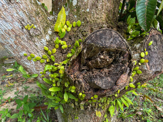 Epiphytic Plants on Tree Trunk Base