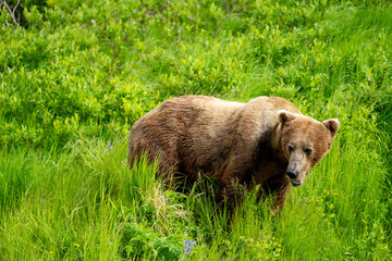 Brown Bear in Alaska foraging in grass
