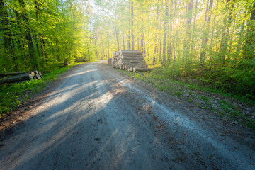 Dirt road in a sunny and slightly foggy forest, spring day