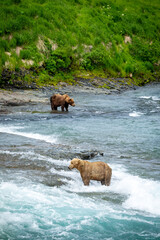 Two Alaskan brown bears look for salmon in river