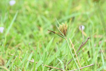Cyperus polystachyos grass. Its common names Pycreus polystachyos, manyspike flatsedge, bunchy sedge, coast flatsedge, many spiked sedge and Texas sedge. Its herbaceous species in family Cyperaceae. 
