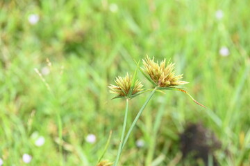 Cyperus polystachyos grass. Its common names Pycreus polystachyos, manyspike flatsedge, bunchy sedge, coast flatsedge, many spiked sedge and Texas sedge. Its herbaceous species in family Cyperaceae. 
