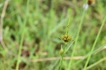 Cyperus polystachyos grass. Its common names Pycreus polystachyos, manyspike flatsedge, bunchy sedge, coast flatsedge, many spiked sedge and Texas sedge. Its herbaceous species in family Cyperaceae. 
