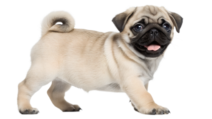 Charming pug puppy, light beige in color, stands alertly against a white background.