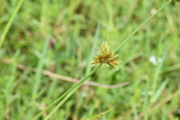 Cyperus polystachyos grass. Its common names Pycreus polystachyos, manyspike flatsedge, bunchy sedge, coast flatsedge, many spiked sedge and Texas sedge. Its herbaceous species in family Cyperaceae. 
